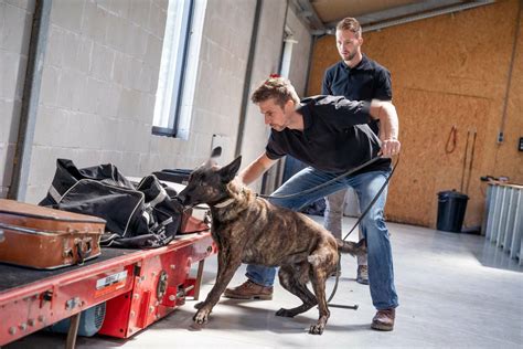 Airport Detection Dogs - K10 Workingdogs B.V. Holland