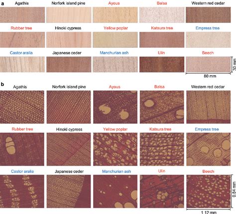 Figure 2 from Rapid identification of wood species by near-infrared ...