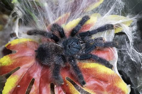 How to Take Care for Your Pink Toe Tarantula (Avicularia Versicolor ...