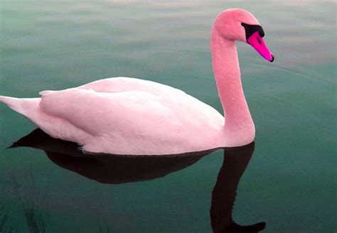 Be a pink swan. how to create a brand that will make… | by sara colombo ...