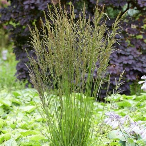 Molinia caerulea 'Torch' - Vitro Westland