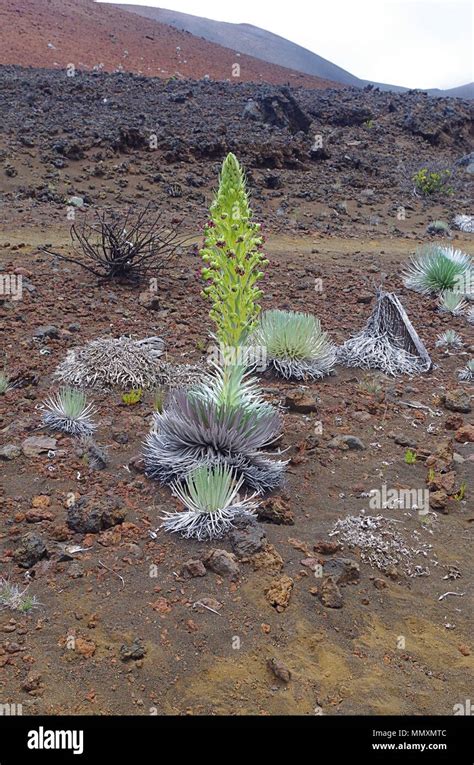 A silversword plant growing on Haleakala on Maui in Hawaii Stock Photo ...