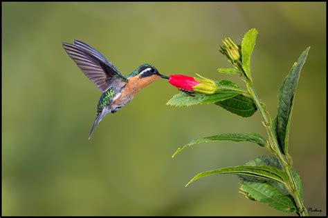 Purple-throated Mountain-Gem Page