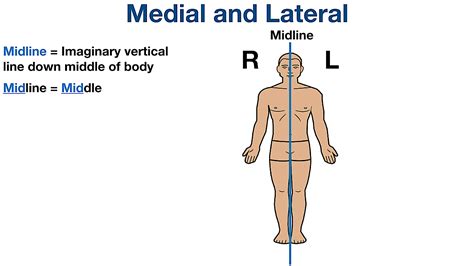 Anatomical Position and Directional Terms: Definitions, Example Labeled ...