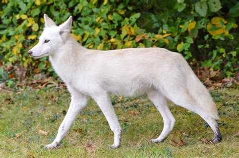 A Beautiful White (Leucistic) Coyote has been spotted multiple times in Falmouth Virginia ...