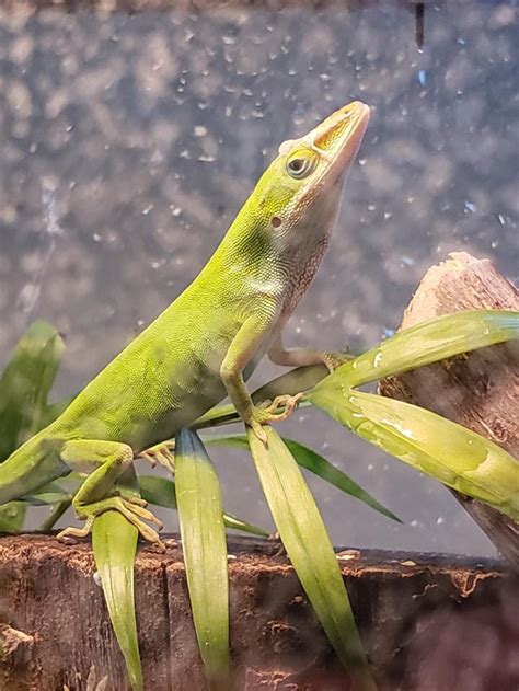 green anole diet : Anoles