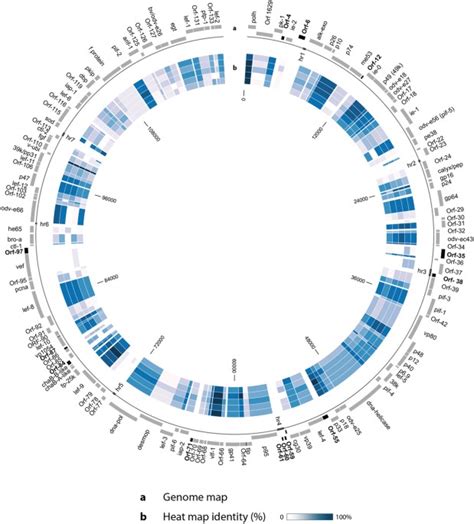 The complete genome of a baculovirus isolated from an insect of medical ...