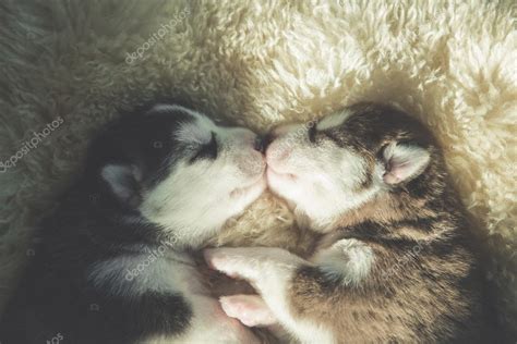 Newborn siberian husky puppies sleeping Stock Photo by ©lufimorgan 88747308