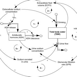 3. Effect of ADH on urine sodium concentration. | Download Scientific ...