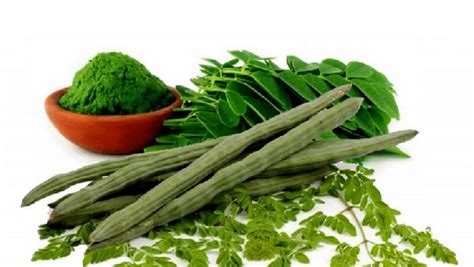 Moringa: The health benefits of this plant are unbelievable - Adomonline.com