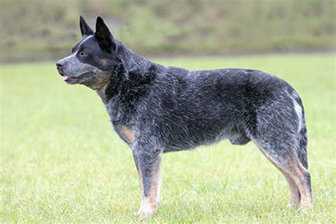 Australian Cattle Dog | Breeds A to Z | The Kennel Club