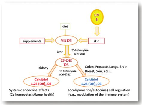 Systemic and local formation of calcitriol. | Download Scientific Diagram