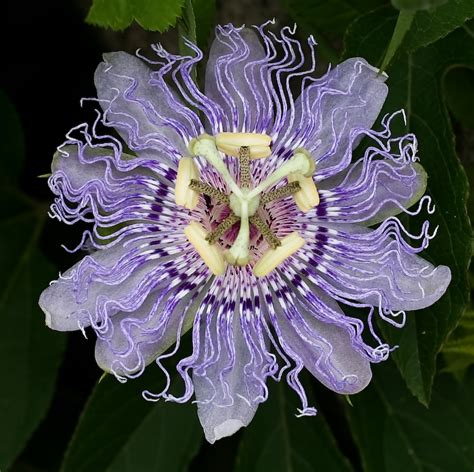 Passiflora incarnata - Wikipedia