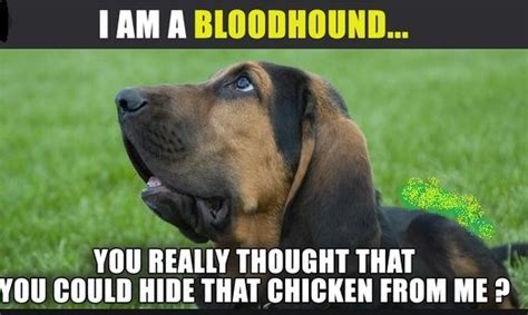 14 Funny Bloodhound Memes That Will Make Your Day! | Page 2 of 3 | PetPress | Dog quotes funny ...