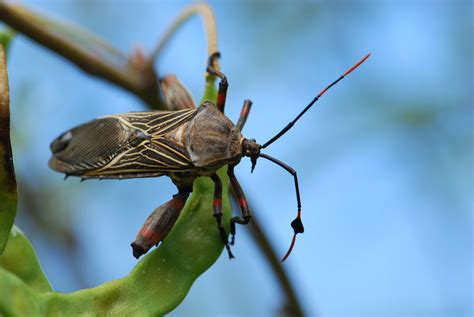 Bug of the Week: Favorite Insect Photos From 2011 – Growing With Science Blog