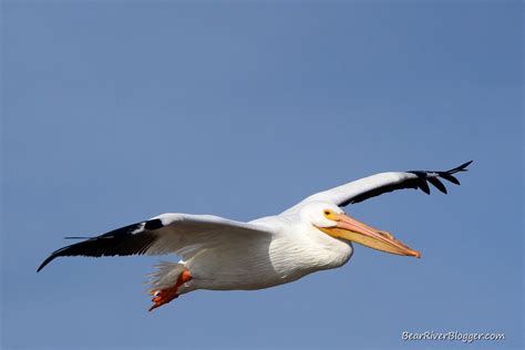 The American White Pelican – Bear River Blogger