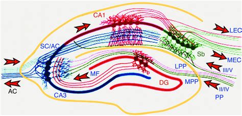 The Hippocampal Network: The hippocampus forms a principally... | Download Scientific Diagram