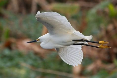 Snowy Egret Facts, Habitat, Migration, Adaptations, Pictures