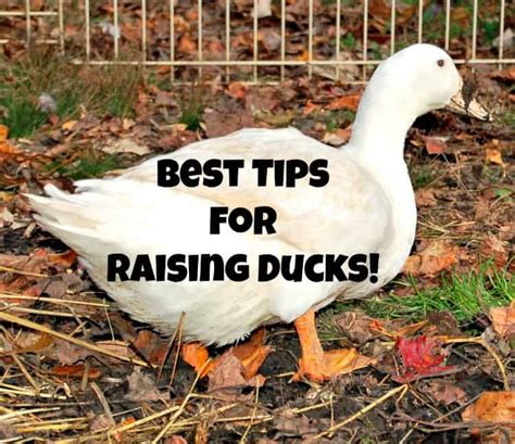 Best Tips For Raising Ducks | LaptrinhX / News