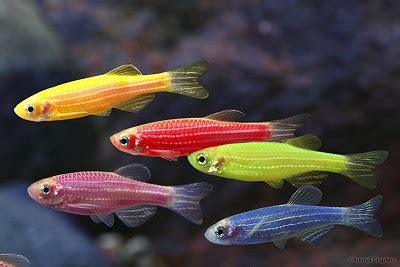 Departments - Fluorescent Zebra GloFish