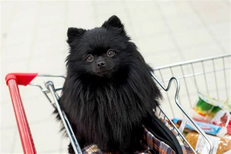 Does Costco Allow Dogs in Their Stores? (Costco’s Policy on Dogs)