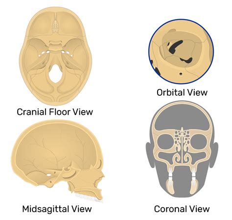 Ethmoid Bone Anatomy | GetBodySmart