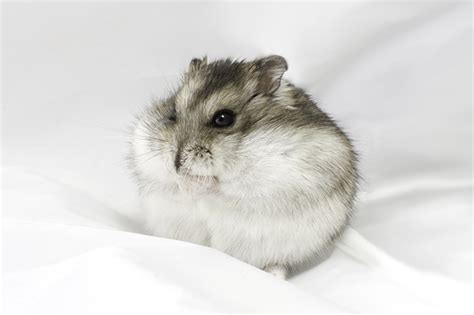 Dwarf Hamster Care - The Animal Life