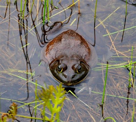 15 Goliath Frog Facts - Fact Animal