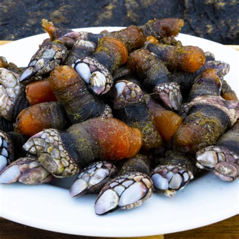 Fresh Gooseneck Barnacles - A Delicacy from Alaska Recipe