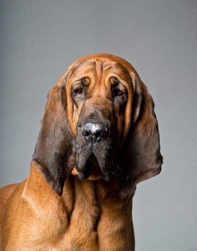 Bloodhound vs American Mastiff - Breed Comparison