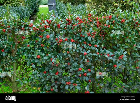 common holly, English holly (Ilex aquifolium 'JC van Tol', Ilex Stock ...