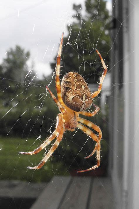 Araneus diadematus (Cross Orbweaver) Pictures and Spider Identification ...