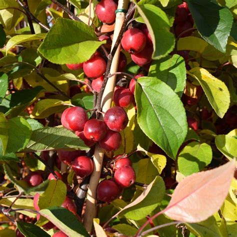 Malus ’Gorgeous’ 12L - Coolings Garden Centre