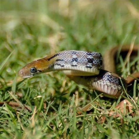 Coelognathus helena helena (Daudin, 1803), the Common Trinket Snake (in... | Download Scientific ...