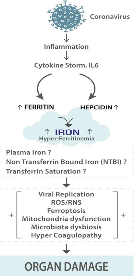 Elevated ferritin levels in COVID-19 and Long COVID recovery — covidCAREgroup