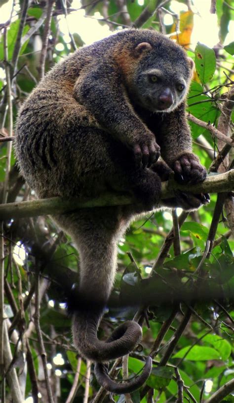 Sulawesi Bear Cuscus (Ailurops ursinus) by AdvoKat_ - Katrin Lowe. Vulnerable. The Sulawesi bear ...