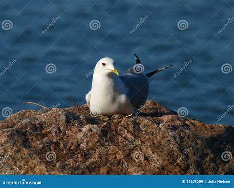 Seagull Nesting Royalty Free Stock Images - Image: 12678009