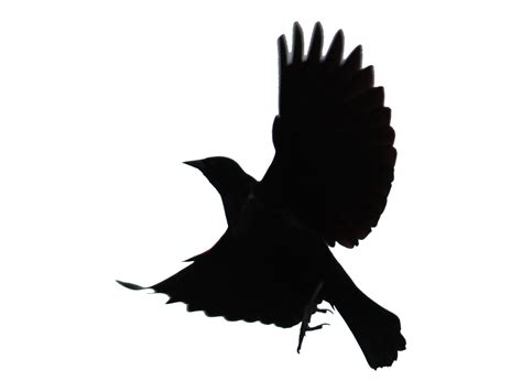 Black Bird Silhouette at GetDrawings | Free download