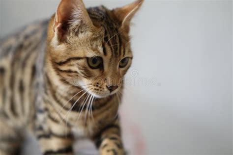 Little Cute Bengal Kitten Sleeping on a Soft Cat S Shelf of a Cat S ...