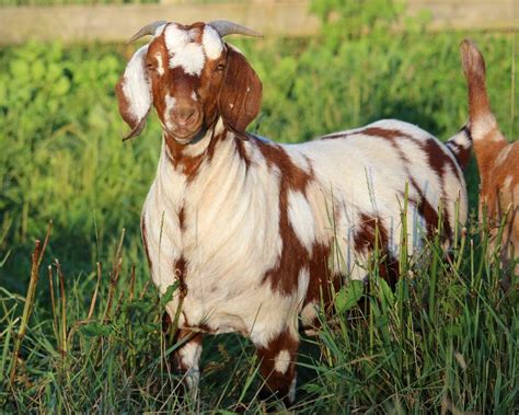 Black /Spotted - Peaceful Pastures Boer Goats in 2020 | Black spot ...