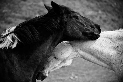 HD wallpaper: two horses, love, black and white photo, mammal, animal ...