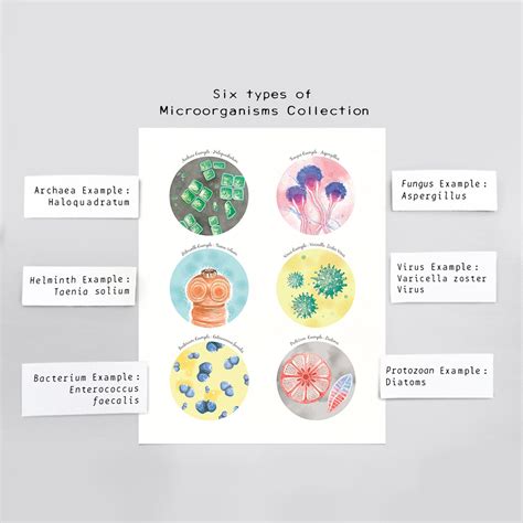 Six Types of Microorganisms Examples Molecular Biology | Etsy