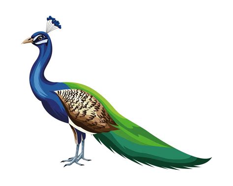 Cartoon peacock bird 1526001 Vector Art at Vecteezy