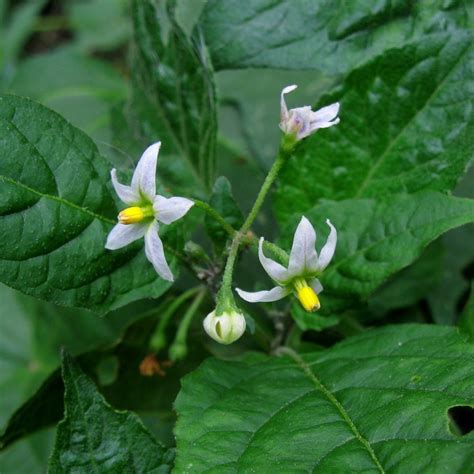 Black Nightshade Flower Essence – Bane Folk