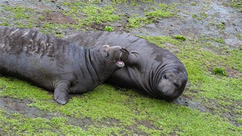 Elephant seal pups | Race Rocks Ecological Reserve-