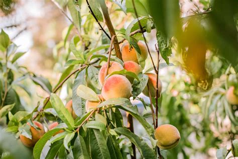 Dwarf Fruit Trees Peach