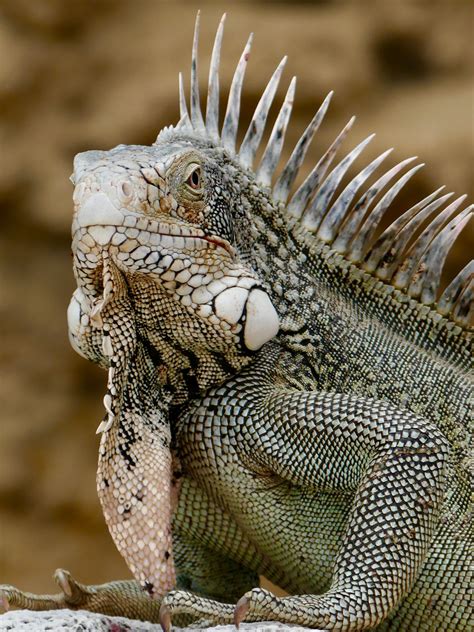 Leguaan, Curacao | Cute reptiles, Iguana pet, Nature animals