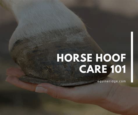 Horse Hoof Care Guide – Equine Ridge