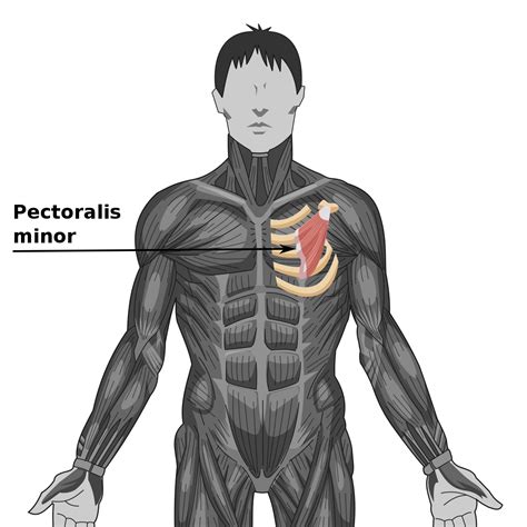 pectoralis minor muscle - Wikidata