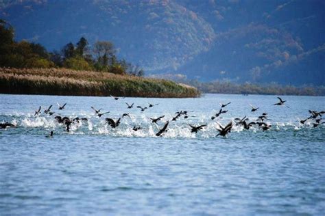 Река Дрина - Зворничко језеро (Фотографија - Миодраг Ћирић) Photo by Miodrag Ćirić Zvornik Lake ...